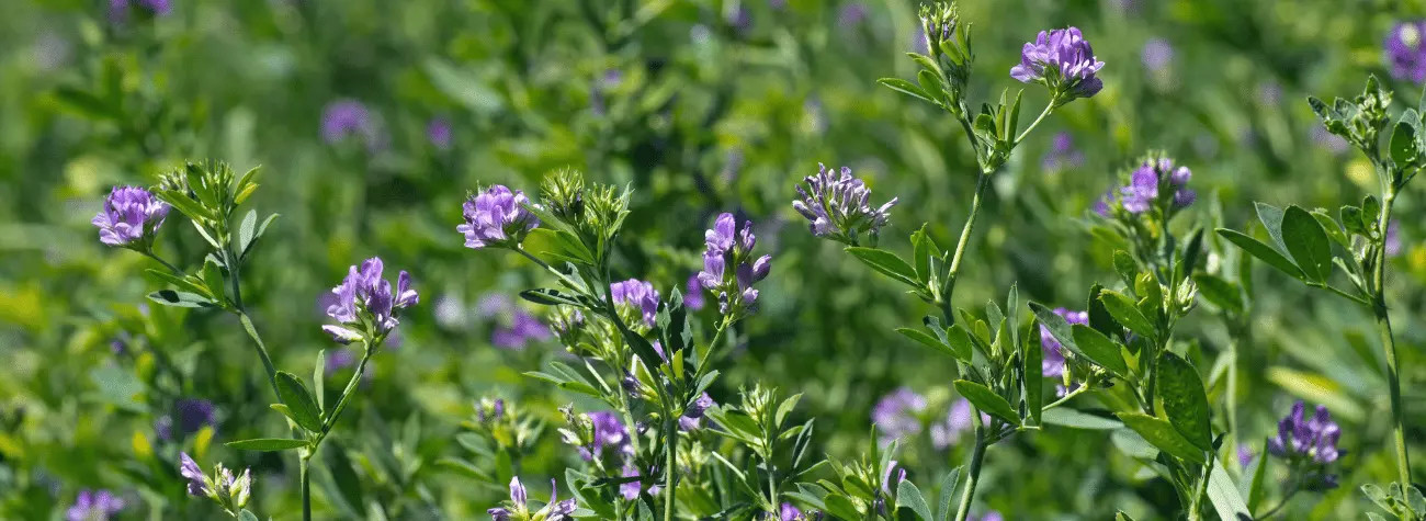 alfalfa seed